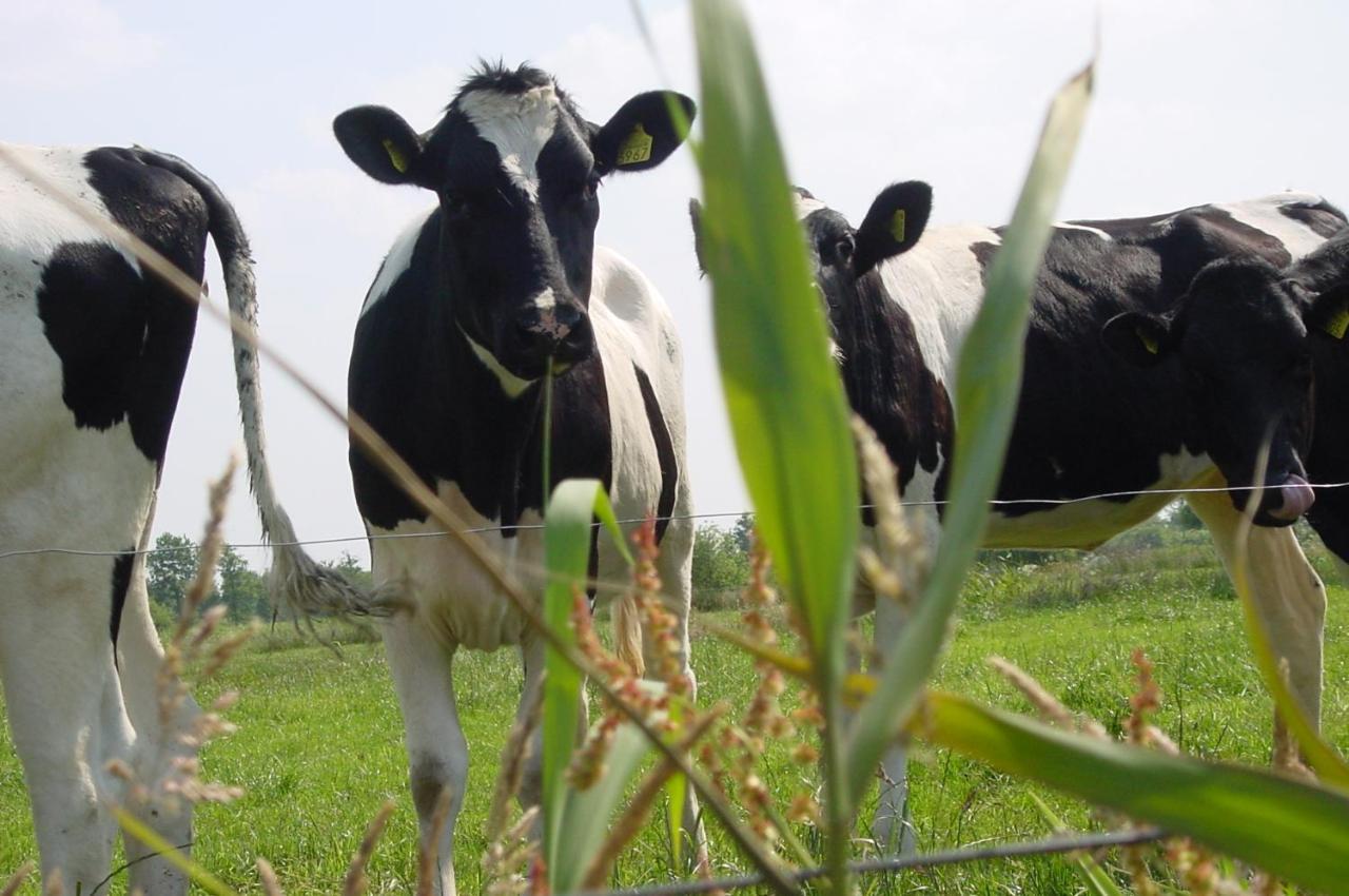 Boerderij Eben Haezer Villa Staphorst Esterno foto